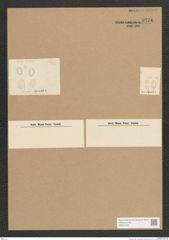 Diatomeae indet. Zeichnungen Sammlung Grunow Nr. 3776 (NHMW-BOT-W0371442)